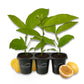 Passion Fruit Plant - 3 Live Starter Plants - Edible Fruit Bearing Vine for The Patio and Garden