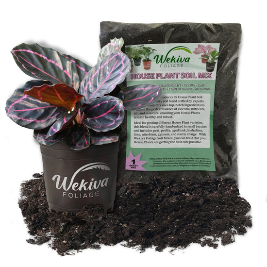 Calathea Dottie and Soil Mix Combo - Live Plant in a 4 Inch Pot with 1 Quart Houseplant Soil Mix - Calathea Roseopicta &