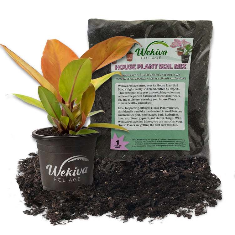 philodendron potting mix Wekiva Foliage Prince of Orange Philodendron and Soil Mix Combo- Live Plant in a 4 in. Pot with 1 Quart Houseplant Soil Mix