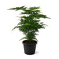 Plumosa Fern - Live Starter Plants - Asparagus Setaceus