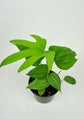 Fingers Anthurium - Live Starter Plants - Anthurium Pedatoradiatum - Striking Compact Houseplant