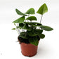 Heart Fern - Live Plant in a 6 Inch Pot - Hemionitis Arifolia - Rare and Exotic Ferns from Florida