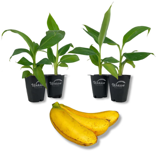 Banana Tree - 4 Live Starter Plants - Musa - Edible Fruit Bearing Tree for The Patio and Garden