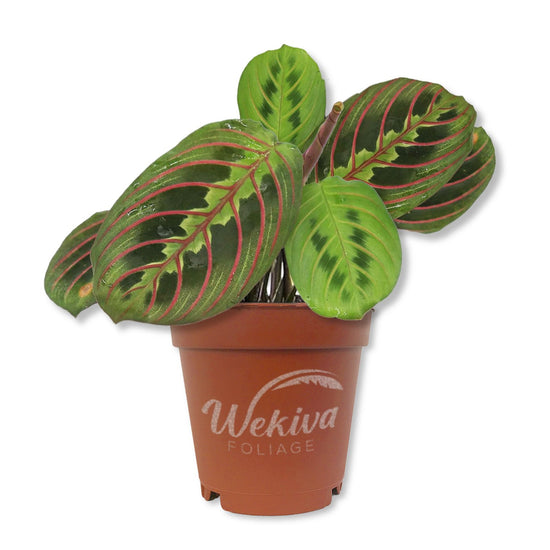 Red Maranta Prayer Plant - Live Starter Plants - Maranta Leuconeura &