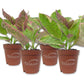 Snow White Waffle Plant - Live Starter Plants in 2 Inch Growers Pots - Hemigraphis Alternata &