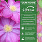 Clematis Pink Champagne - Live Starter Plants in 2 Inch Growers Pots - Starter Plants Ready for The Garden - Rare Clematis for Collectors
