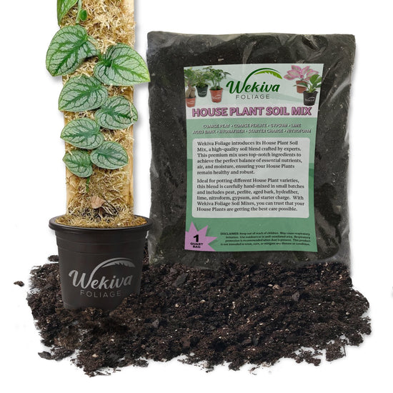 Monstera Dubia Shingle Plant and Soil Mix Combo - Live Plant in a 4 Inch Pot with 1 Quart HousePlant Soil Mix - Monstera Dubia with Custom Soil Blend