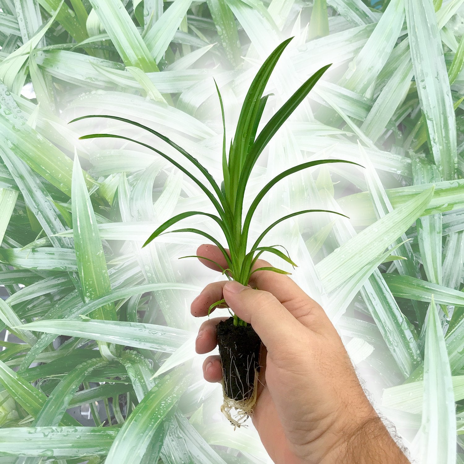indoor pandan plant Pandan Plant - 4 Live Tissue Culture Starter Plants - Pandanus Amaryllifolius