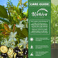 Brazilian Cherry Tree - Grumichama - Live Plant in a 3 Gallon Growers Pot - Eugenia Brasiliensis - Beautiful Edible Fruit Bearing Tree for Patio and Garden