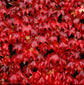 Boston Ivy - Live Starter Vines in 2 Inch Growers Pots - Parthenocissus Tricuspidata - Beautiful Easy Care Indoor Air Purifying Houseplant Vine