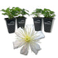 Clematis Fargesioides Summer Snow - Live Starter Plant in a 2 Inch Growers Pot - Starter Plants Ready for The Garden - Rare Clematis for Collectors