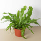 Crocodile Fern - Live Plants in 4 Inch Grower&