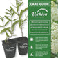 Milkweed Plant - 1 Live Starter Plant - Asclepias - Perennial Florida-Native Wildflower Evergreen