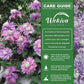 Clematis Diamantina - Live Starter Plants in 2 Inch Growers Pots - Starter Plants Ready for The Garden - Rare Clematis for Collectors