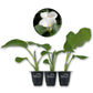 White Giant Calla Lily - Live Starter Plants in 2 Inch Pots - Zantedeschia Aethiopica - Elegant Low Maintenance Air Purifying Flowering Indoor Outdoor
