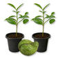 Soursop Tree - Live Starter Plants - Annona Muricata