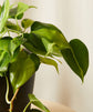 Philodendron Brasil - Live Plants in 4 Inch Pots - Beautiful Elegant Vining Indoor Houseplant - Air Purifying