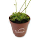 Sundew Drosera Carnivorous Plant - Live Plants in 3 Inch Pots - Beautiful Easy Care Indoor Tropical Carnivorous Plants