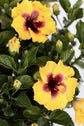 Rico Suave Hollywood Hibiscus Bush - 1 Live Plant in a 10 Inch Pot - Bright Dramatic Vibrant Lush Patio Bush