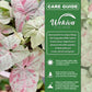 Syngonium Milk Confetti - 1 Live Plant in a 4 Inch Growers Pot - Syngonium - Beautiful Vibrant Colorful Foliage Indoor Houseplant