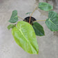 Glorious Philodendron - Live Starter Plants - Philodendron Gloriosum - Bold Beautiful Textured Houseplant