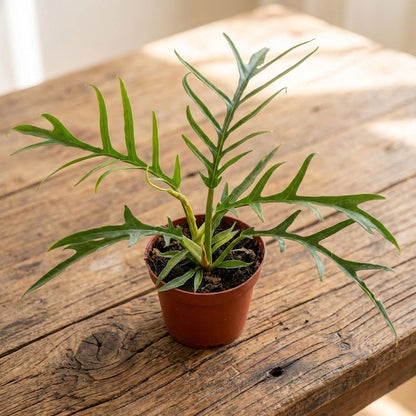 Tortum Philodendron - 1 Live Starter Plant - Philodendron &