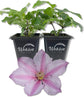 Clematis Sally - Live Starter Plants in 2 Inch Growers Pots - Starter Plants Ready for The Garden - Rare Clematis for Collectors