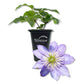 Clematis Crystal Fountain - Live Starter Plants in 2 Inch Growers Pots - Starter Plants Ready for The Garden - Rare Clematis for Collectors