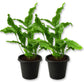 Blue Star Fern - Live Starter Plants - Phlebodium Aureum