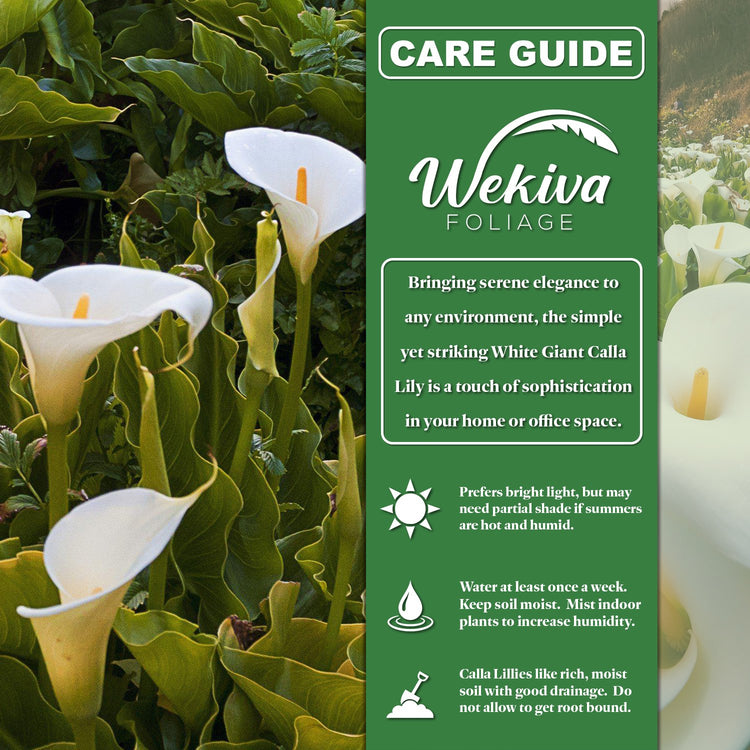 white calla lily care outdoors White Giant Calla Lily - Live Starter Plants in 2 Inch Pots