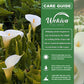 White Giant Calla Lily - Live Starter Plants in 2 Inch Pots - Zantedeschia Aethiopica - Elegant Low Maintenance Air Purifying Flowering Indoor Outdoor