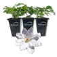Clematis Hyde Hall - Live Starter Plants in 2 Inch Growers Pots - Starter Plants Ready for The Garden - Rare Clematis for Collectors