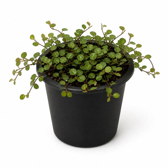 Creeping Wire Vine - Live Starter Plants - Muehlenbeckia Axillaris