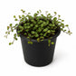 Creeping Wire Vine - Live Starter Plants - Muehlenbeckia Axillaris