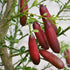 LM-IMAGE-135756190-