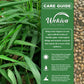 Grains of Paradise - Live Starter Plants - Aframomum Melegueta - Grow Your Own Edible Garden Spices Herbs
