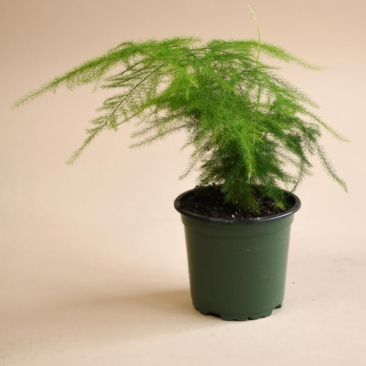 asparagus setaceus hanging fern plant Plumosa Fern - Live Starter Plants in 4 Inch Grower's Pots