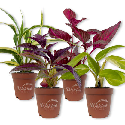 Living Basics Houseplant Collection - Live Starter Plants - Growers Choice - Elegant and Beautiful Easy Care Indoor Foliage Perfect for Home or Office