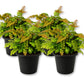 Bronze Venus Fern - Live Starter Plants - Adiantum Hispidulum