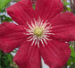 Clematis Barbara Harrington - Live Starter Plants in 2 Inch Growers Pots - Starter Plants Ready for The Garden - Rare Clematis for Collectors
