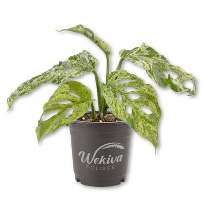 Mottled Monstera Adansonii Plant - 1 Live Plant in a 4 Inch Pot - Variegated Monstera Adansonii - Beautiful Elegant Trailing Fenestrated Indoor Houseplant