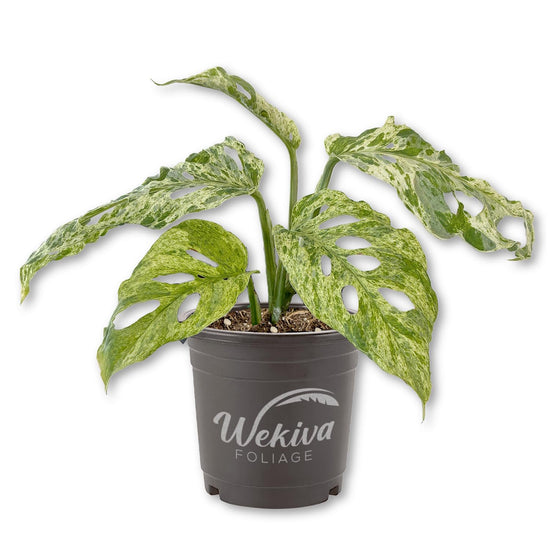 Mottled Monstera Adansonii Plant - 1 Live Plant in a 4 Inch Pot - Variegated Monstera Adansonii - Beautiful Elegant Trailing Fenestrated Indoor Houseplant