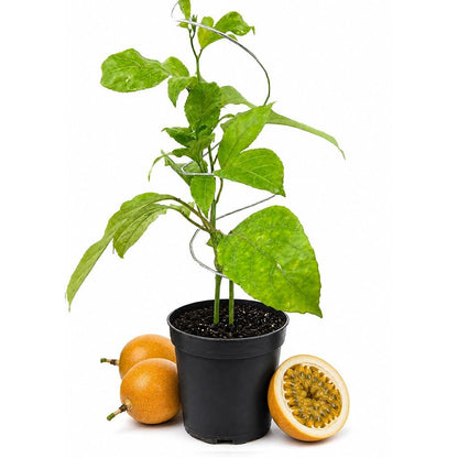 Giant Granadilla Passion Fruit Plant - 1 Live Plant in a 4 Inch Growers Pot - Passiflora Quadrangularis - Edible Fruit Bearing Vine for The Patio and Garden
