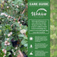 Moujean Tea Plant - 1 Live Plant in a 4 Inch Growers Pot - Nashia Inaguensis - Fragrant Tropical Evergreen Bonsai Shrub