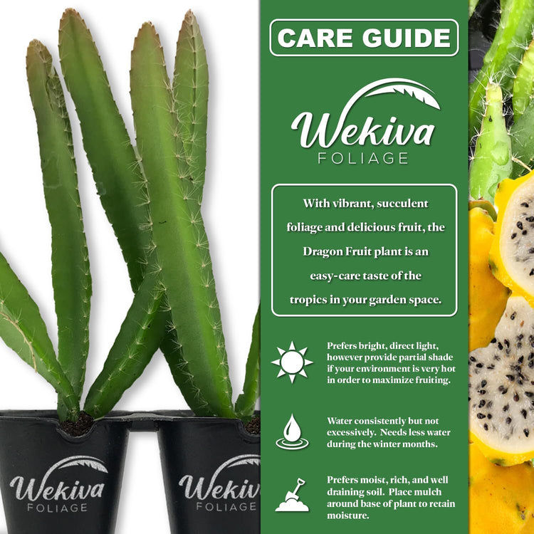 dragon fruit succulent care Yellow Dragon Fruit Tree - 4 Live Starter Plants - Selenicereus Megalanthus