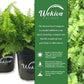 Boston Compacta Fern - Live Plants in 4 Inch Pots - Nephrolepis Exaltata Compacta - Beautiful Clean Air Indoor Outdoor Ferns from Florida