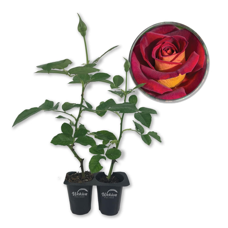 rose plants in pots for sale Dark Night Rose Bush - Live Starter Plants in 2 Inch Pots