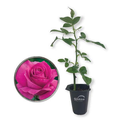 All My Loving Rose Bush - Live Starter Plants in 2 Inch Growers Pots - Beautifully Fragrant Hybrid Tea Rose - A Versatile Beauty with Large Blooms