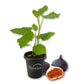 Fig Tree - 1 Live Starter Plant - Ficus Carica - Edible Fruit Tree for The Patio and Garden