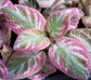 Pink Brocade Episcia - Live Starter Plant in a 2 Inch Pot - Extremely Rare Beautiful Indoor Foliage Air Purifying Plant Flame Violets